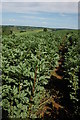 Field of broad beans, Munderfield Row in HR7 4JY