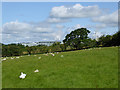 Field of sheep near Kirkby Thore in Kirkby Thore