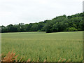 Field of oats by Gaston Copse in GU34 4LL