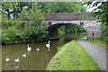 Family of swans next to Old Road Bridge No 104 in ST12 9EW