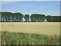 Crop field towards a line of trees in CB7 4UP