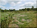 Butts Ash, heathland in SO45 4HS