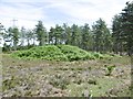 Fawley Inclosure, tumulus in SO45 3NJ