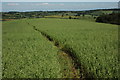 Field of oats, Munderfield Row in HR7 4JY