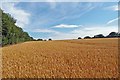 Wheatfield, near Potters Bar, Hertfordshire in EN6 3DY
