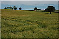 Field of barley at Upper Venn Farm in HR7 4LB