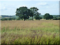 Trees in a field of oil-seed rape in GU34 4NP