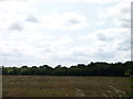 Band of trees seen across a field off Egdon Lane in WR10 2AU