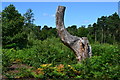 Tree stump on Ockham Common in KT11 1NA