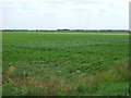 Crop field, Larman's Fen in IP26 4ER