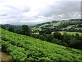 Steep bracken slopes in the Wye valley above Erwood in LD2 3EJ