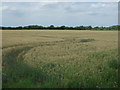Crop field off College Road (B1160) in PE33 9AZ