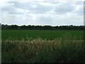 Crop field, Methwold Severals in IP26 4QF