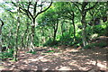 Broadleaved Woodland on Woodhouse Hill in WA6 6UZ