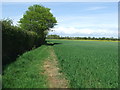 Field Boundary in St. Andrew, Ilketshall