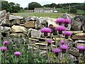 Melancholy Thistles (Cirsium heterophyllum) on road verge near Newshield in CA9 3NE