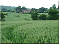 Wheatfield near Willey, Shropshire in TF12 5JS