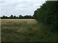 Crop field and hedgerow in IP26 4RQ