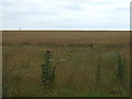 Crop field off Methwold Road (B1112) in IP26 4RG