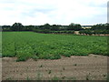 Potato crop off Methwold Road (B1112) in PE33 9TH