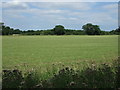 Farmland off the A134 in IP26 5LU