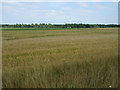 Crop field near Cranwich in IP26 5JJ
