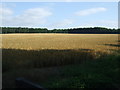 Crop field off Thetford Road (B1107) in IP27 0TG