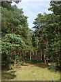 Woodland off Brandon Road (B1107) in Thetford Priory Ward