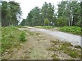 Dibden Inclosure, forestry crossroads in SO45 3NA
