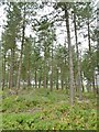 Dibden Inclosure, conifers in SO45 3NA