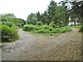 Dibden Inclosure, forestry track junction in SO45 3NA