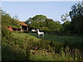 Horse at Fordwater Farm in EX13 7BB