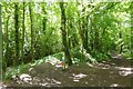 Footpath in Lowther Woods, Newbridge in YO18 8JZ