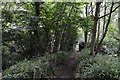 Ingatestone Hall: The Grass Walk in CM4 9NT
