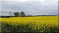 Oilseed rape, Guyzance Lee in NE65 9AU