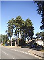 Trees on the corner of Harmans Water Road and Bradfields in RG12 0TN