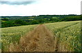 Path through the crops in HP10 0PB