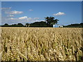 Crop field near Wagstaff Farm in TN26 3HT