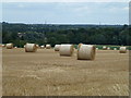 Rolls of straw between Wansford and Yarwell in PE8 6PN