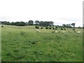 Rough grassland grazed by sheep in Alnwick