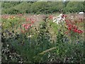 Rows of flowers in a field in PO20 7DZ