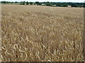 Wheat field ready to harvest in PE8 5HY