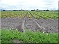 Vegetable field, west of Anchor Farm, Burscough Moss in L40 4AR