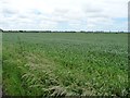 Wheatfield, north of New House Farm, Burscough Moss in L40 4AR
