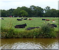 Cows next to the Trent & Mersey Canal in CW11 4XY