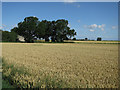 Wheat field by White City Road in PE38 0AP