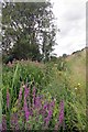 Chelmer & Purple Loosestrife in CM6 1XA