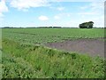 Arable crop, west of Curlew Lane in L40 1SY