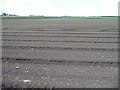Field with emerging crop, west of Curlew Lane in L40 1SY