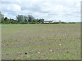Field with emerging crop, Tarlscough in L40 0RJ